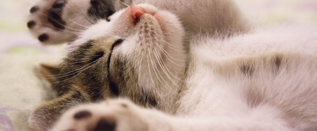 A close-up shot of a cute kitten sleeping peacefully on a soft surface.